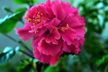 Картинка цветы гибискусы розовый
