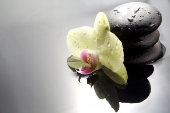 Картинка разное ракушки +кораллы +декоративные+и+spa-камни капли спа камни орхидея