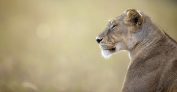 Картинка животные львы профиль