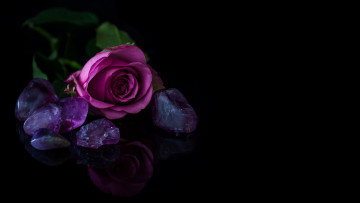 Картинка цветы розы камни бутон