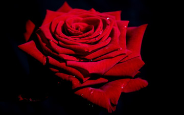 Картинка цветы розы марок капли