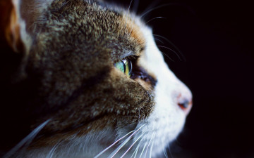 Картинка животные коты морда профиль