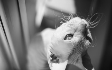 Картинка животные коты сфинкс