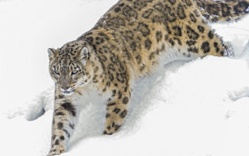 Картинка животные снежный+барс+ ирбис снег