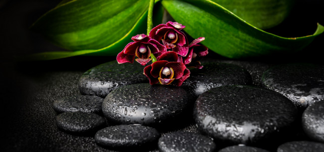 Обои картинки фото цветы, орхидеи, капли, камни, орхидея, ветка