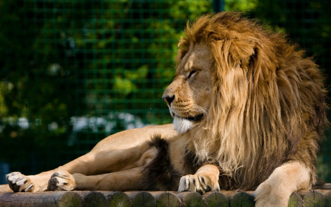 Обои картинки фото животные, львы, профиль