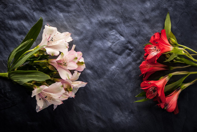 Обои картинки фото цветы, альстромерия, соцветия