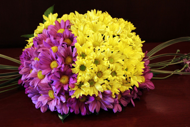 Обои картинки фото цветы, хризантемы, желтый, лиловый