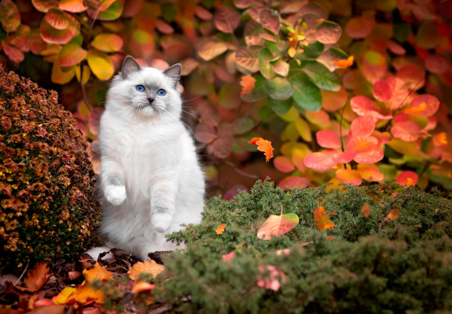 Обои картинки фото животные, коты, кот, осень, трава, листья, кусты, белый, природа, голубые, глаза, кошка