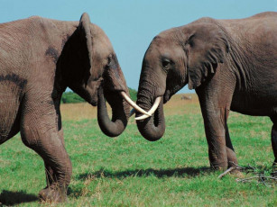 обоя животные, слоны