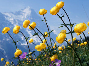 Картинка цветы калужницы лютики
