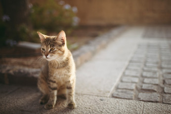 Картинка животные коты котенок боке асфальт