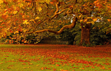 Картинка природа деревья клен осень желтый листья