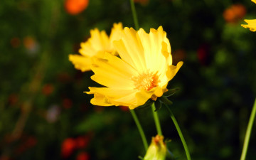 Картинка цветы космея желтый