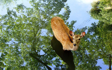 Картинка животные олени деревья отражение олененок лужа