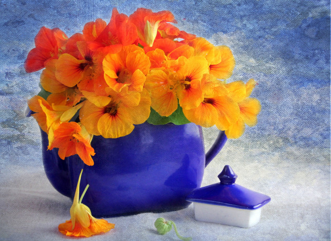 Обои картинки фото настурция, цветы, настурции, оранжевый, чайник