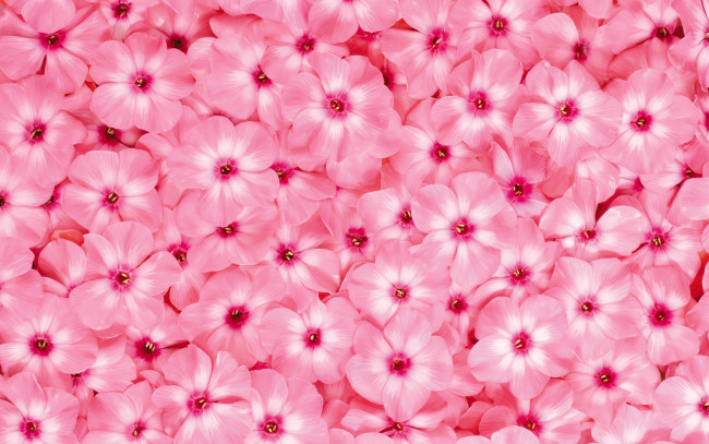 Обои картинки фото цветы, флоксы, розовый