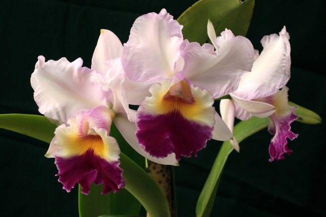 Обои картинки фото цветы, орхидеи, розовый, экзотика