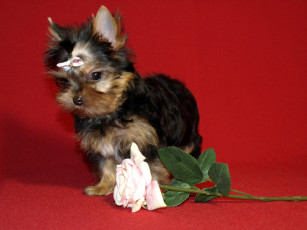 Картинка животные собаки щенок роза