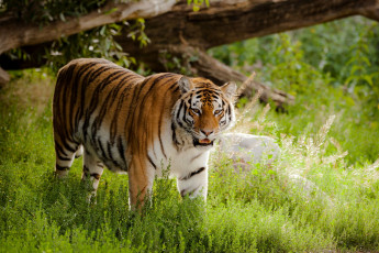 Картинка животные тигры хищник трава