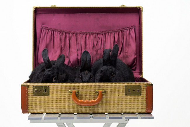 Обои картинки фото животные, кролики, зайцы, чемодан, уши