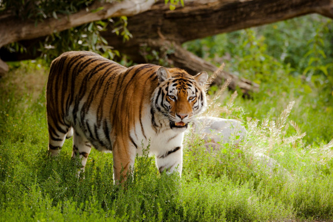 Обои картинки фото животные, тигры, хищник, трава