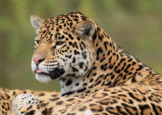 Картинка животные Ягуары морда ягуар язык