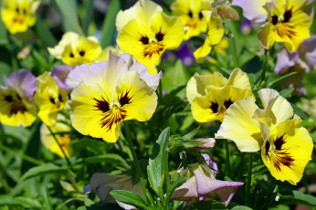 Картинка цветы анютины+глазки+ садовые+фиалки желтый
