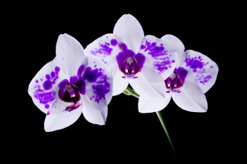 Картинка цветы орхидеи пятнистый