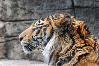 Картинка животные тигры профиль морда тигр