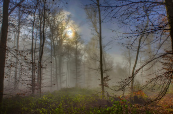 Картинка природа лес туман германия