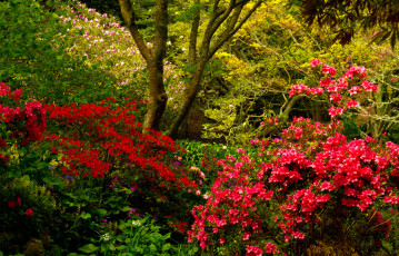 Картинка wellington+botanical+garden++новая+зеландия природа парк wellington botanical garden новая зеландия кусты родендромы деревья