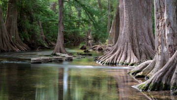 Картинка природа реки озера река лес корни стволы