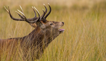 Картинка животные олени трава профиль рога голова олень