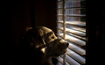 Картинка животные собаки окно взгляд