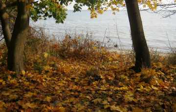Картинка польша++пуцк природа листья река деревья осень листва