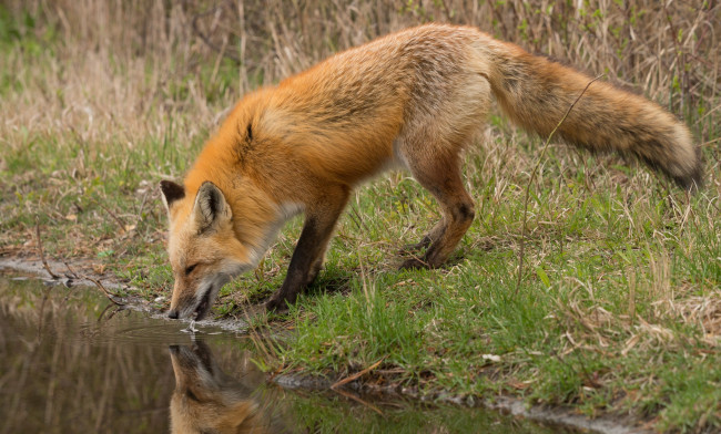 Обои картинки фото животные, лисы, водопой, лиса, речка
