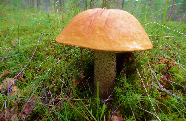 Обои картинки фото природа, грибы, гриб, лес, трава