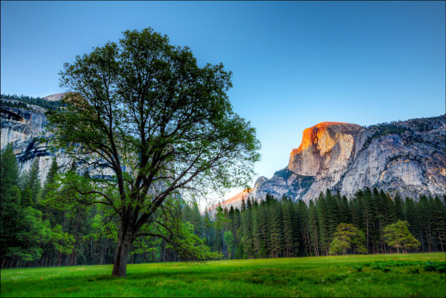 Обои картинки фото california,    yosemite national park, природа, деревья, yosemite, парк, national, park, лес, горы