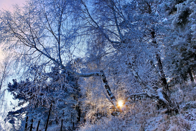 Обои картинки фото природа, зима, деревья, ели, снег, иней, солнце, лучи