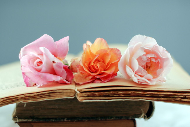 Обои картинки фото цветы, розы, старый, розовый, книги