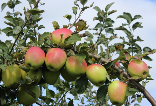 Обои картинки фото природа, плоды, яблоки, ветка, дерево