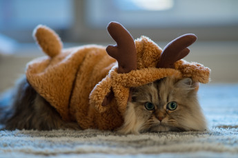 Картинка животные коты одежда рога олень рыжий кот
