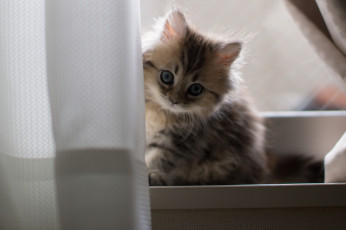 Картинка животные коты котёнок взгляд пушистый коте киса малыш занавеска