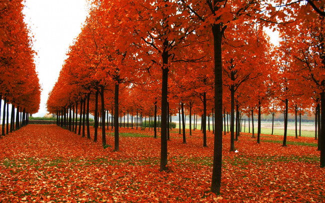 Обои картинки фото природа, парк, осень, деревья, листья