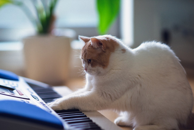 Обои картинки фото животные, коты, музыкант, клавиши, кот, белый