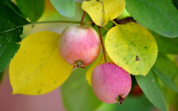Картинка природа плоды яблоки макро