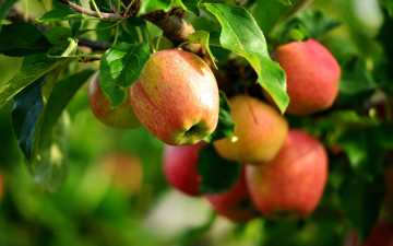 Картинка природа плоды яблоня лето яблоки