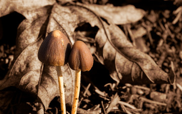 Картинка природа грибы макро осень