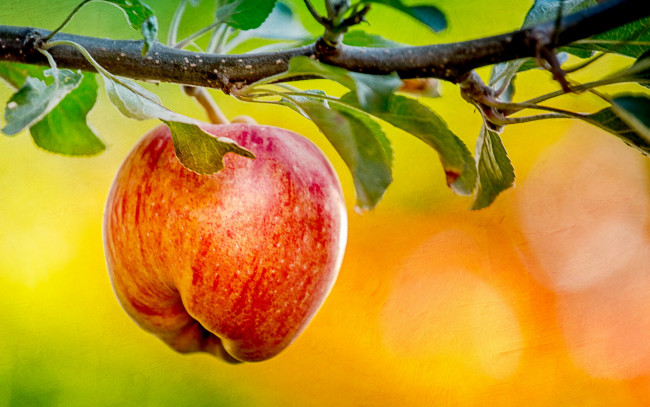 Обои картинки фото природа, плоды, фон, яблоко